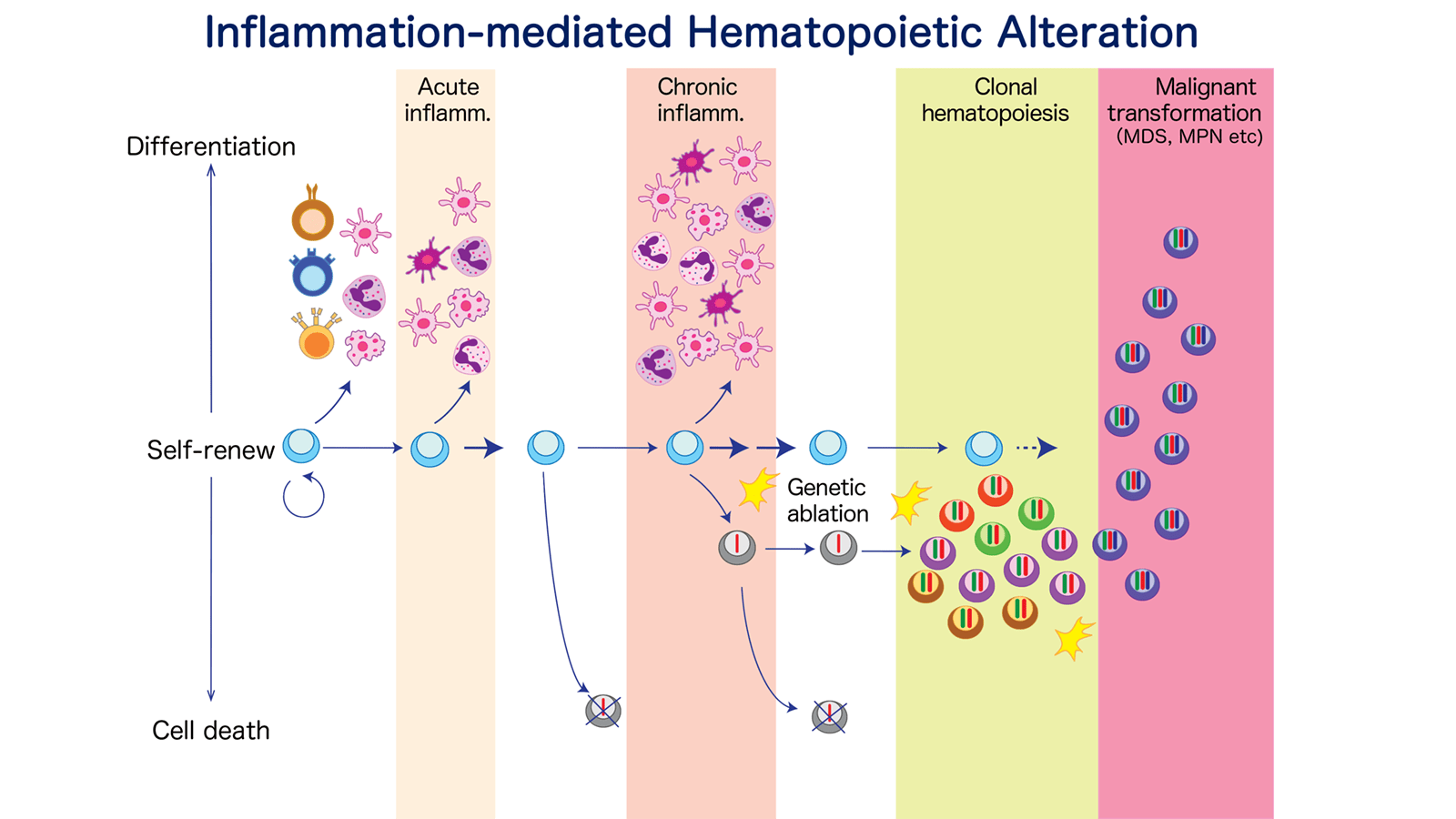 Inflammation-mediated Hematopoietic Alteration