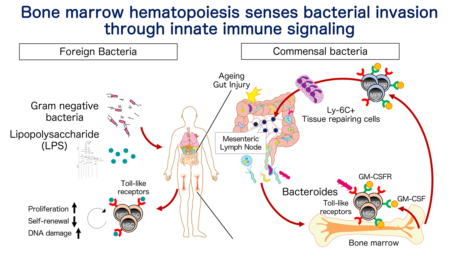 Bone marrow hematopoiesis senses bacterial invasion through innate immune signaling